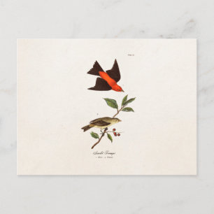 Postal Aves de pájaro cantor de pájaro Scarlet Tanager de