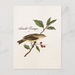 Postal Aves de pájaro cantor de pájaro Scarlet Tanager de