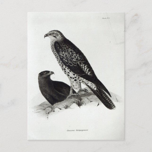 Postal Aves de Prey (Anverso)