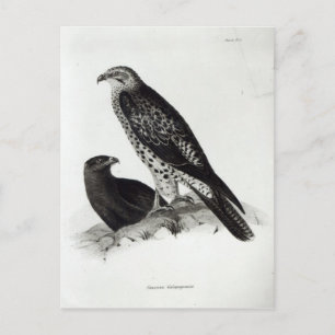 Postal Aves de Prey