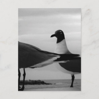 Postal Aves de una pluma