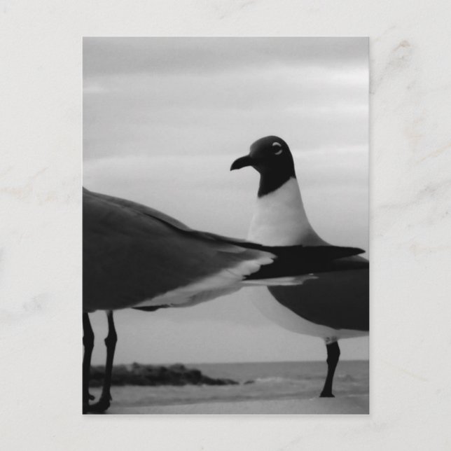 Postal Aves de una pluma (Anverso)