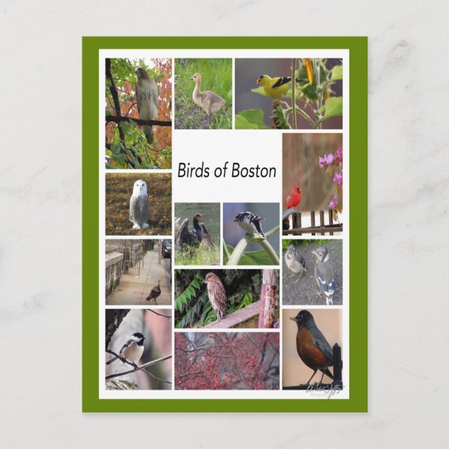 Postal Aves del Collage de fotos de Boston (Anverso)