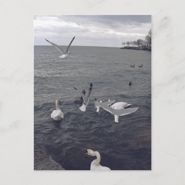 Postal Aves del lago Ontario (Anverso)