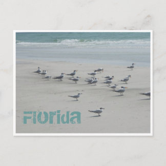 Postal Aves del Mar de Florida