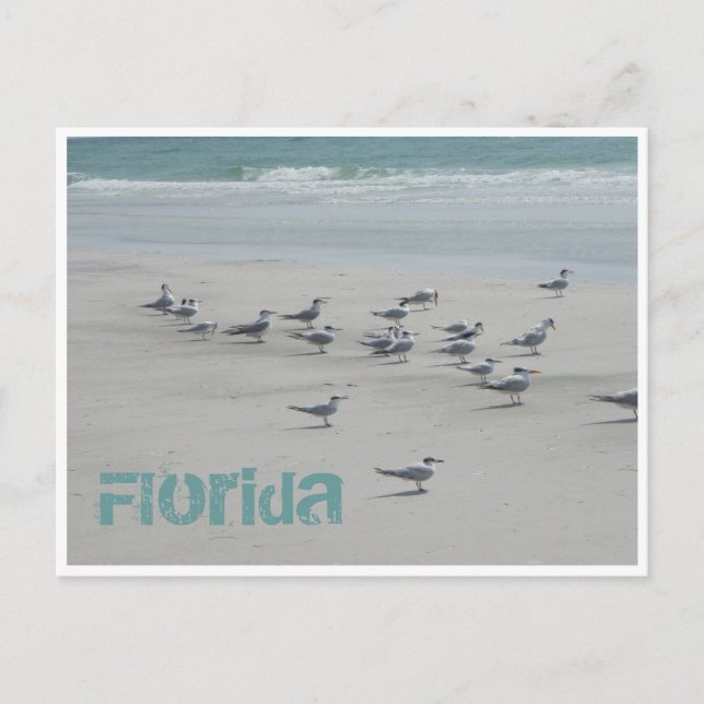 Postal Aves del Mar de Florida (Anverso)