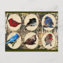 Postal Aves del Medio Tennessee