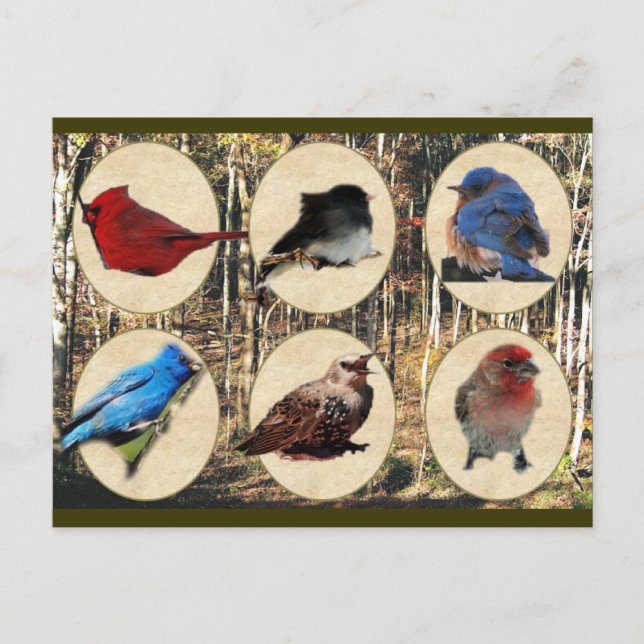 Postal Aves del Medio Tennessee (Anverso)