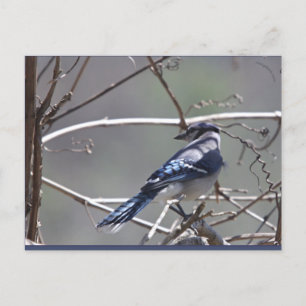 Postal Aves del Valle de Shenandoah: Jay/Cardenal azul/Es