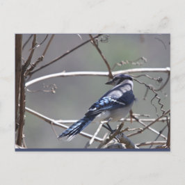Postal Aves del Valle de Shenandoah: Jay/Cardenal/Espárra