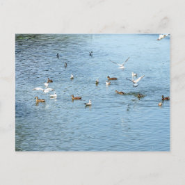 Postal Aves En El Río De Verano