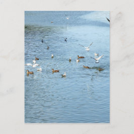 Postal Aves En El Río De Verano