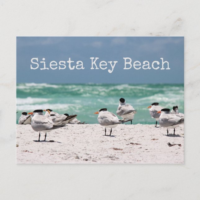 Postal Aves en la playa Siesta Key Beach (Anverso)
