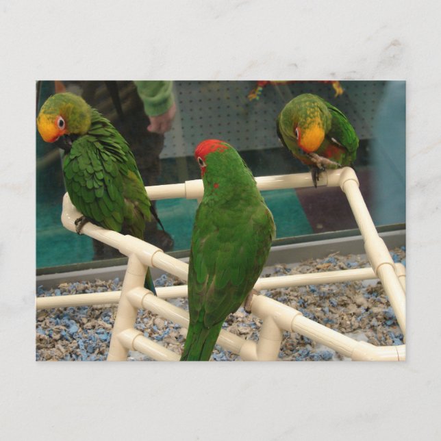 Postal Aves en la tienda de Mascotas (Anverso)