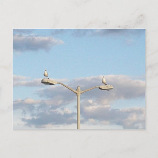 Postal Aves en un poste de luz