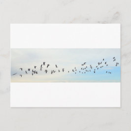 Postal Aves en Vuelo