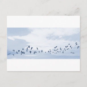 Postal Aves en Vuelo