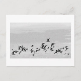 Postal Aves en Vuelo