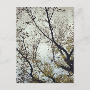 Postal Aves entre árboles