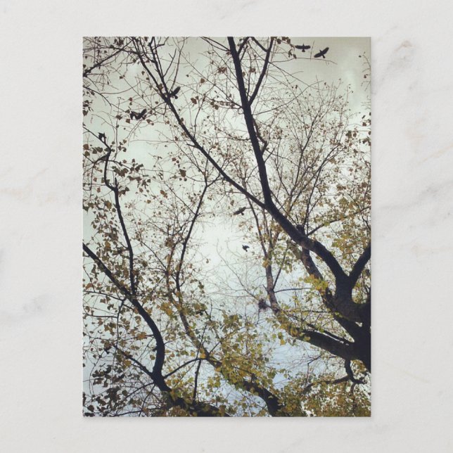 Postal Aves entre árboles (Anverso)