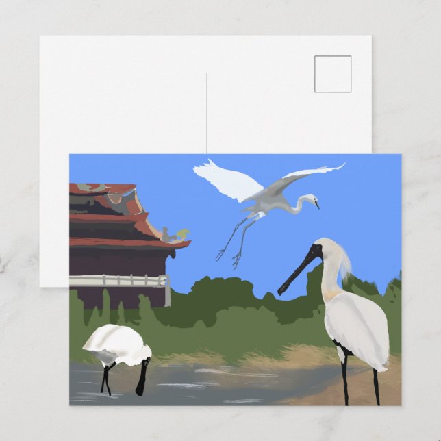 Postal Aves -- Espátulas y Garcetas (Anverso / Reverso)