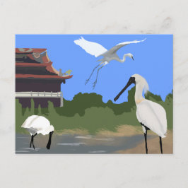 Postal Aves -- Espátulas y Garcetas