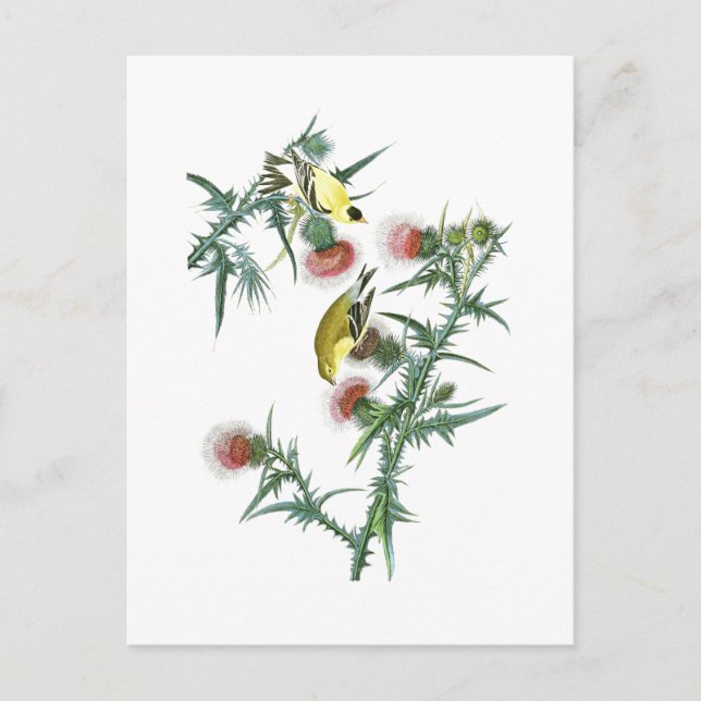 Postal Aves estadounidenses de Goldfinch John Audubon (Anverso)