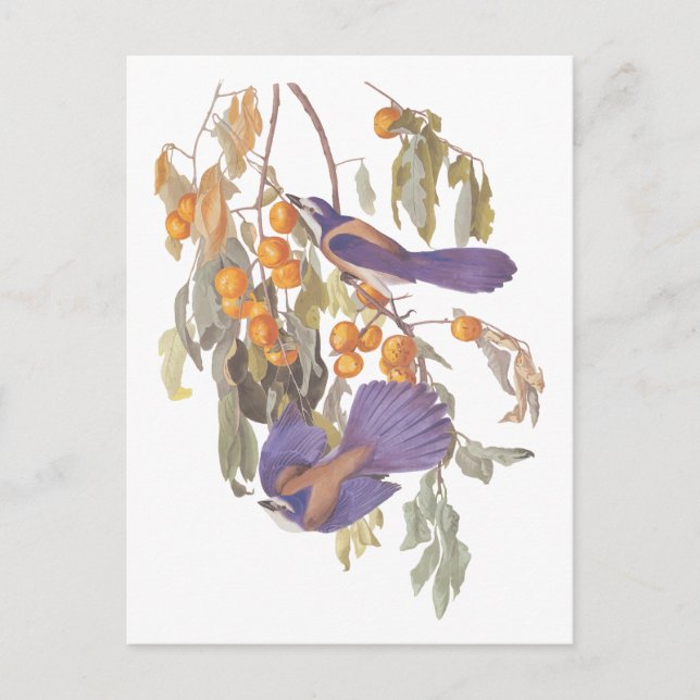 Postal Aves Jay Audubon con Naranjas, crujiente de la Flo (Anverso)