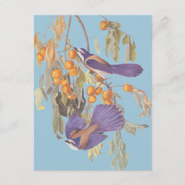 Postal Aves Jay Audubon con Naranjas, crujiente de la Flo