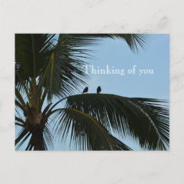 Postal Aves Kauai Hawaii en palmeras