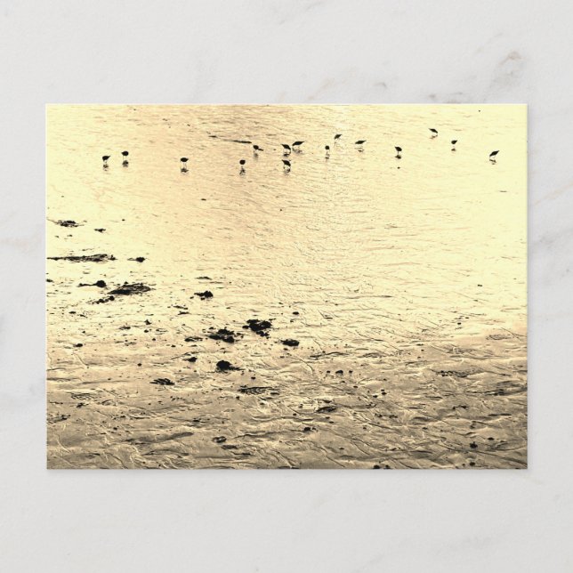 Postal Aves marinas en sepia (Anverso)