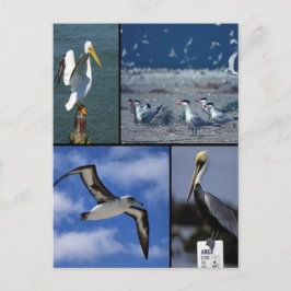 Postal Aves marinas silvestres