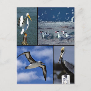 Postal Aves marinas silvestres
