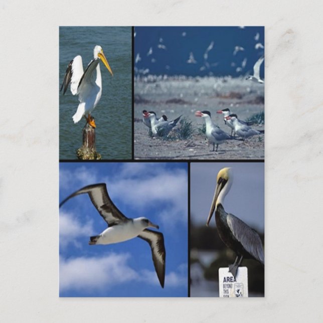 Postal Aves marinas silvestres (Anverso)