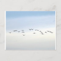aves migratorias