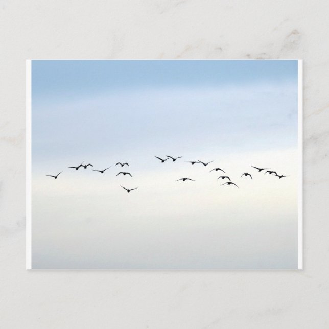 Postal aves migratorias (Anverso)