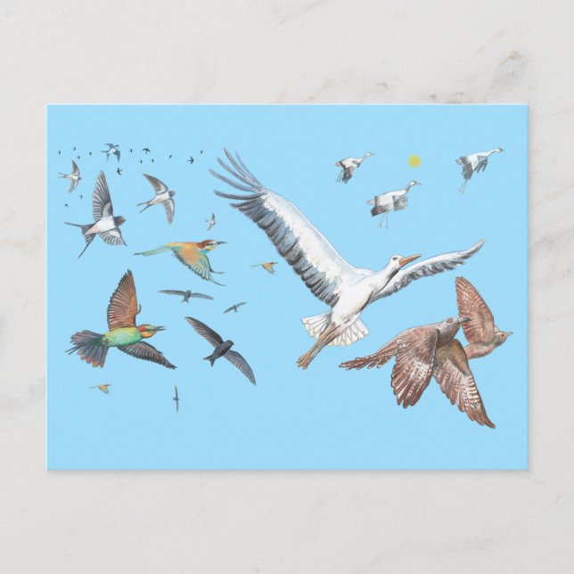 Postal Aves migratorias rastreando su Ilustracion de vuel (Anverso)