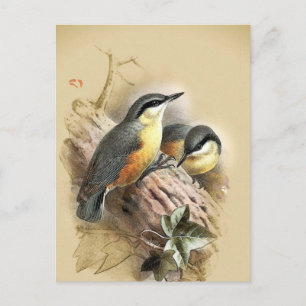 Postal Aves nuthatch vintage