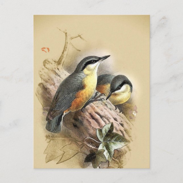 Postal Aves nuthatch vintage (Anverso)