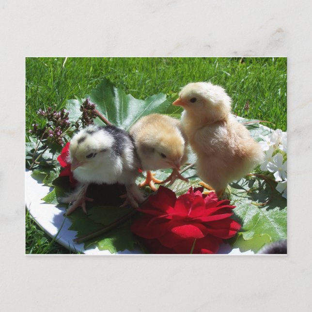 Postal aves pequeñas divertidas de la vida (Anverso)