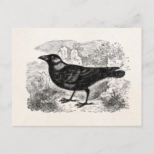 Postal Aves personalizadas de Jackdaw Crow