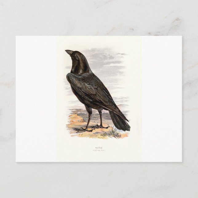 Postal Aves silvestres familiares Swaysland Raven (Anverso)