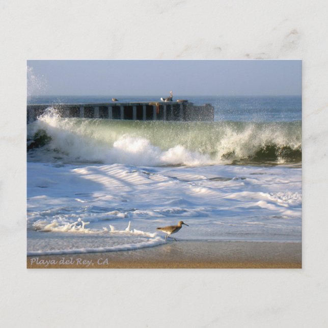 Postal Aves Surf Playa del Rey - Mike Izzo (Anverso)