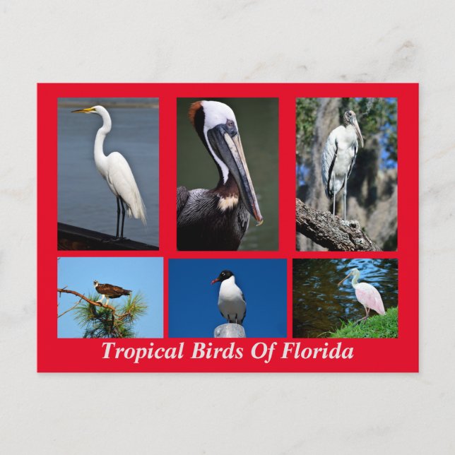 Postal Aves tropicales de Florida (Anverso)