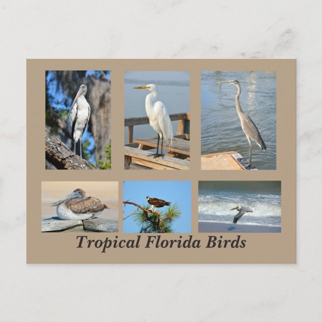 Postal Aves tropicales de Florida (Anverso)