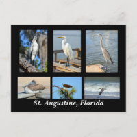 Aves tropicales de San Agustín, Florida
