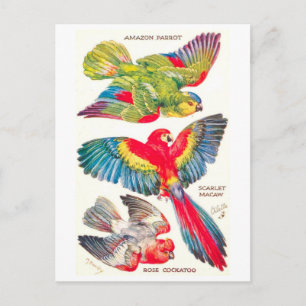 Postal Aves Tropicales Vintage