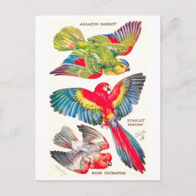 Postal Aves Tropicales Vintage (Anverso)