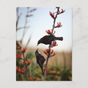 Postal Aves tui en el lino de Nueva Zelanda