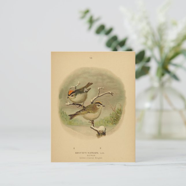 Postal Aves Vintage Kinglet Vogelwelt de Golden Crowne (Anverso de pie)